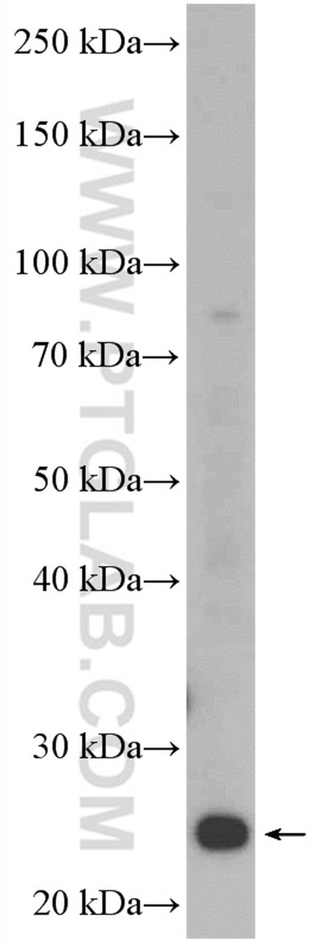 C9orf142 Antibody in Western Blot (WB)