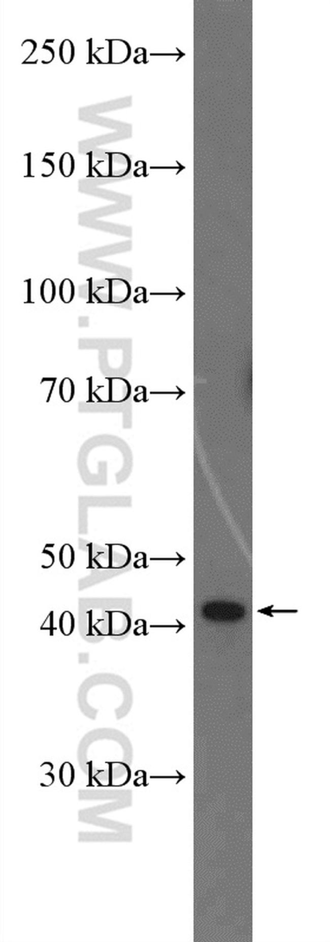 C3orf58 Antibody in Western Blot (WB)