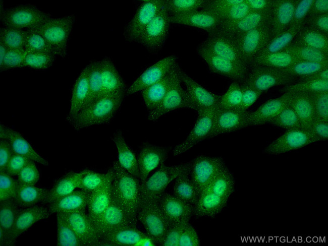 RANBP3 Antibody in Immunocytochemistry (ICC/IF)
