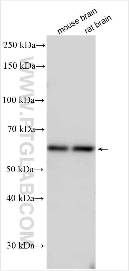 SLC7A3 Antibody in Western Blot (WB)