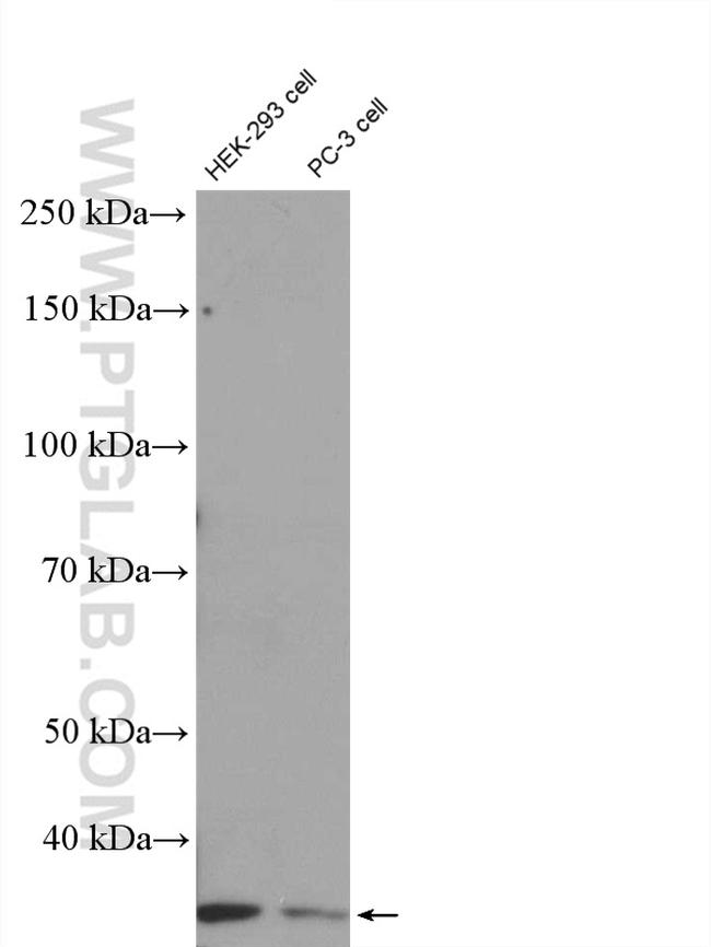 CCDC137 Antibody in Western Blot (WB)