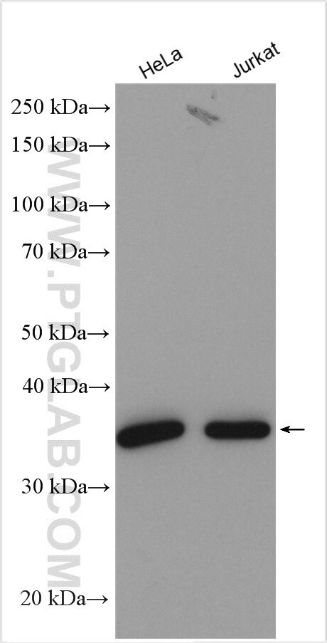 LRRC59 Antibody in Western Blot (WB)