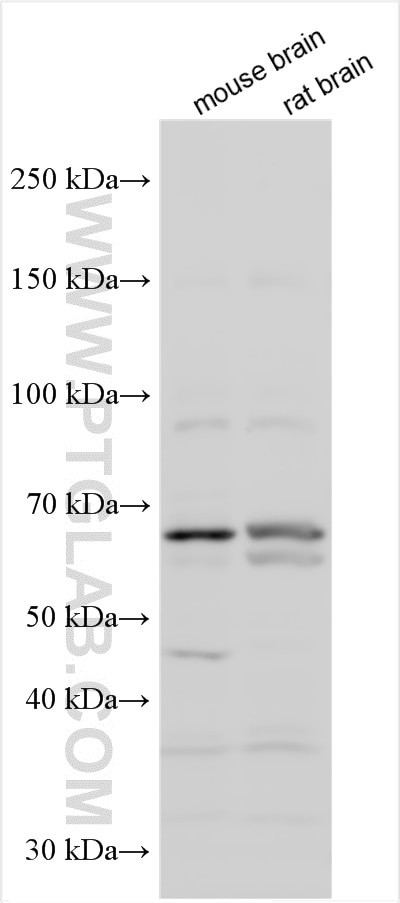 CCDC114 Antibody in Western Blot (WB)
