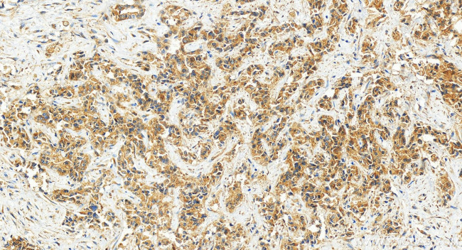 USP40 Antibody in Immunohistochemistry (Paraffin) (IHC (P))