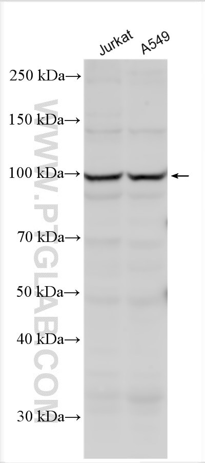 DACT1 Antibody in Western Blot (WB)