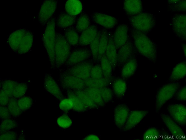 PELP1 Antibody in Immunocytochemistry (ICC/IF)