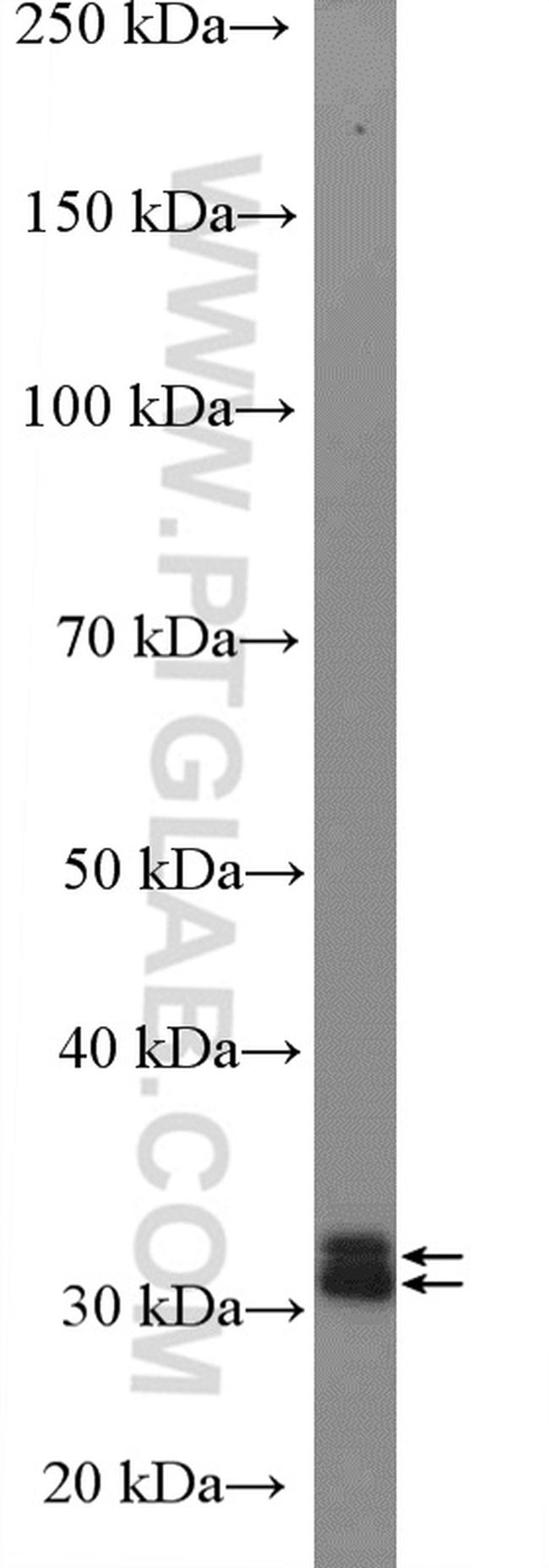 MORG1 Antibody in Western Blot (WB)
