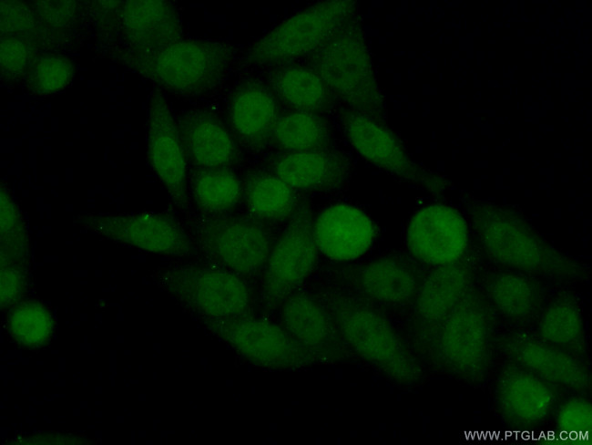 Neurofibromin Antibody in Immunocytochemistry (ICC/IF)