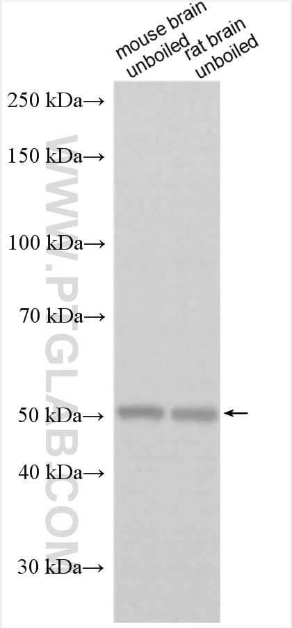 SLC22A13 Antibody in Western Blot (WB)