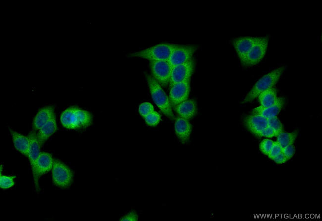 MRPL35 Antibody in Immunocytochemistry (ICC/IF)