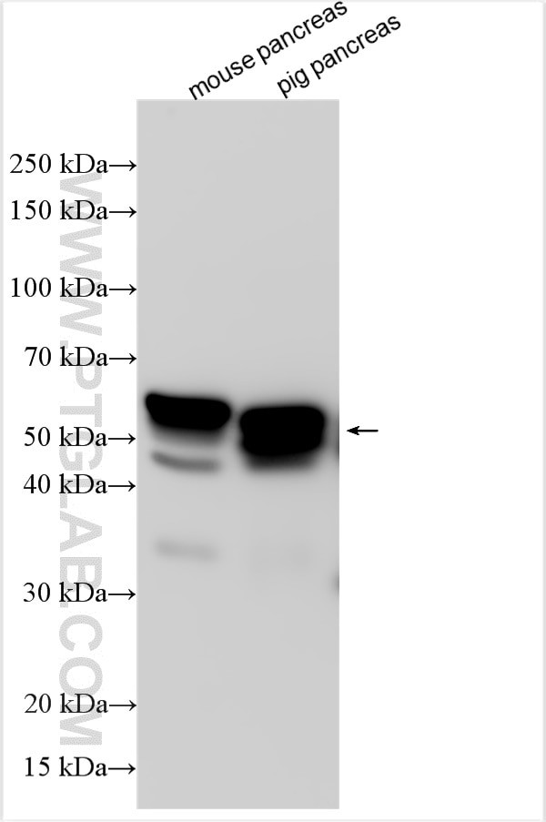 PNLIPRP1 Antibody in Western Blot (WB)