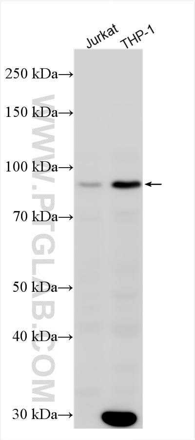 NLRP10 Antibody in Western Blot (WB)