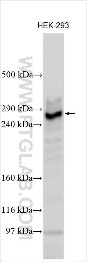 NSD1 Antibody in Western Blot (WB)