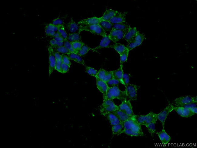 HEK 293 cells Antibody in Immunocytochemistry (ICC/IF)