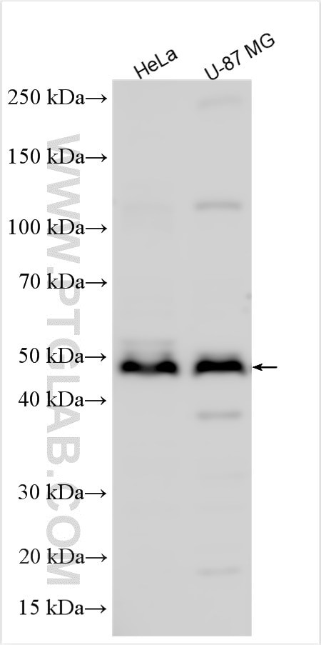 CHI3L2 Antibody in Western Blot (WB)