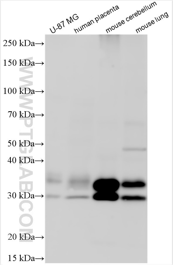 PPAP2B Antibody in Western Blot (WB)