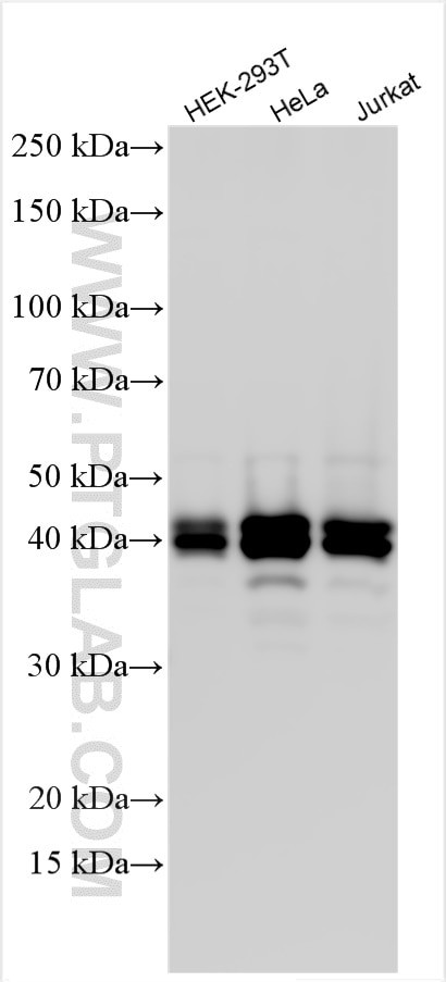 OTULIN Antibody in Western Blot (WB)