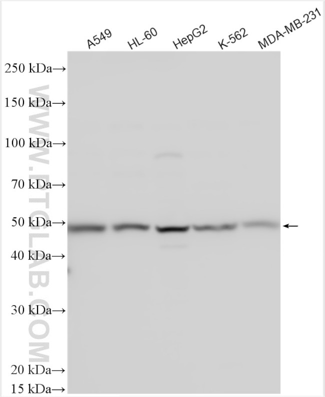 SOX4 Antibody in Western Blot (WB)