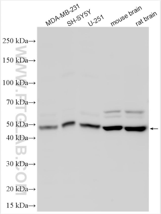 PRR11 Antibody in Western Blot (WB)