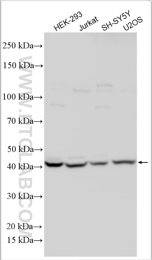 WDR91 Antibody in Western Blot (WB)