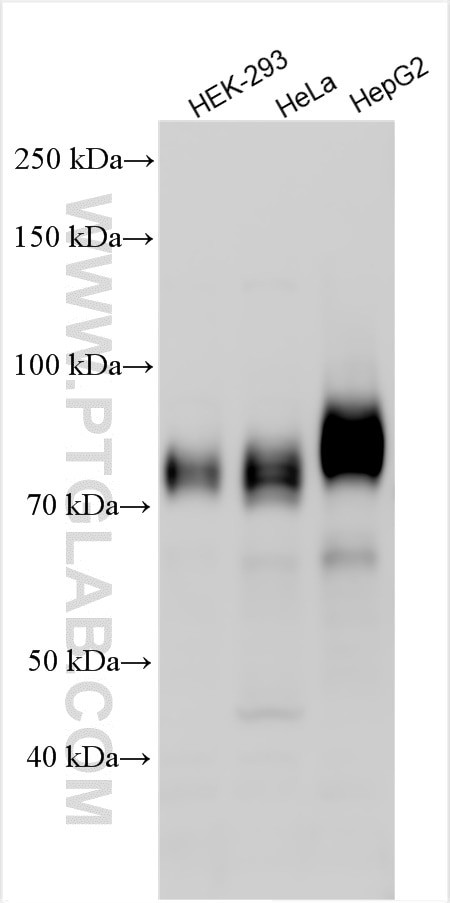 B7H6 Antibody in Western Blot (WB)