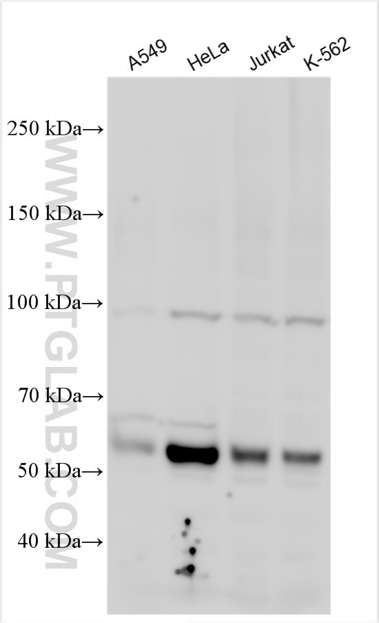 NKAP Antibody in Western Blot (WB)
