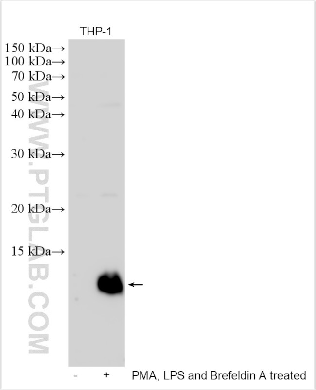 MIP-1 alpha/CCL3 Antibody in Western Blot (WB)