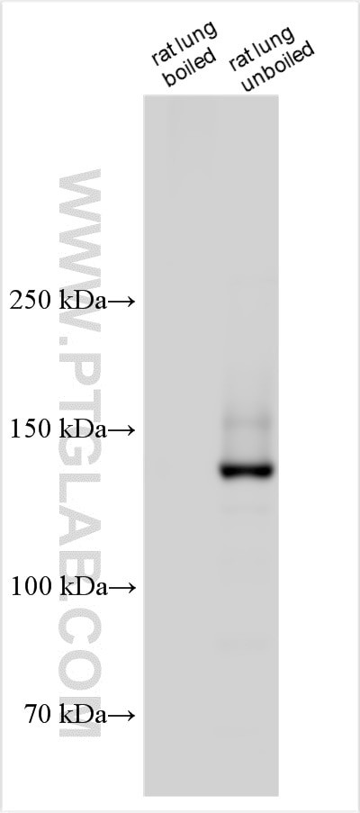 SGK196 Antibody in Western Blot (WB)
