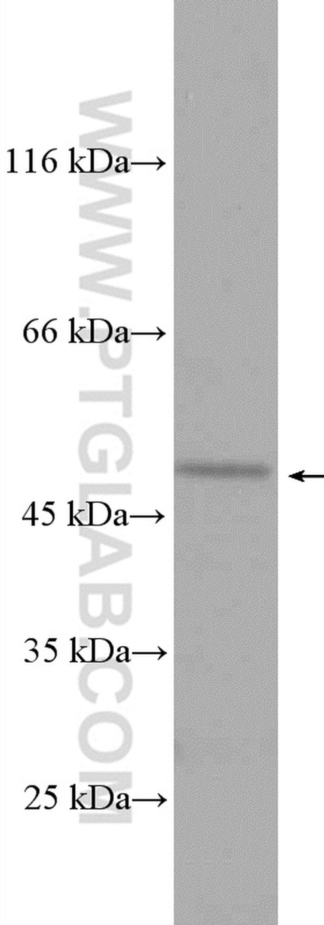 SELENBP1 Antibody in Western Blot (WB)