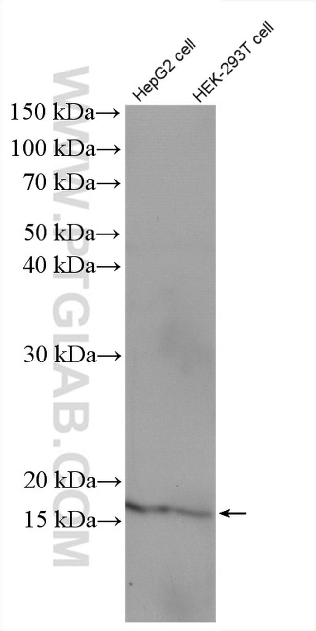 MED9 Antibody in Western Blot (WB)