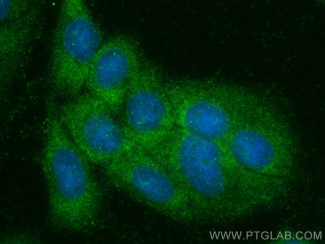 HSD17B12 Antibody in Immunocytochemistry (ICC/IF)