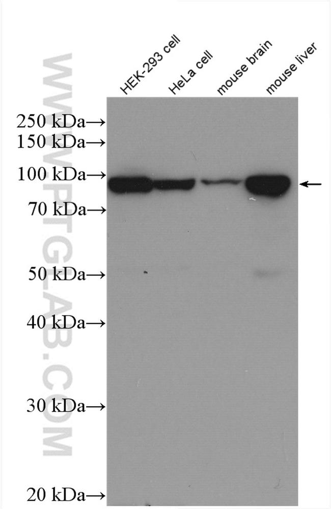 COPB1 Antibody in Western Blot (WB)