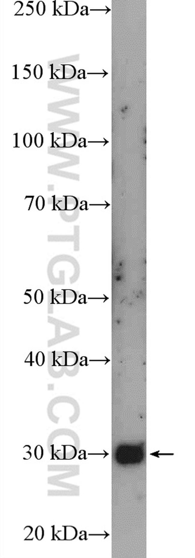 PEX26 Antibody in Western Blot (WB)