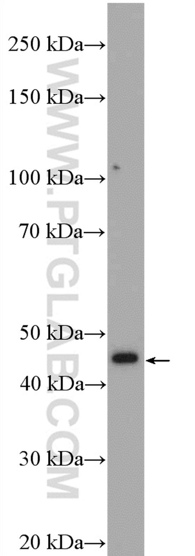 Reticulocalbin 3 Antibody in Western Blot (WB)