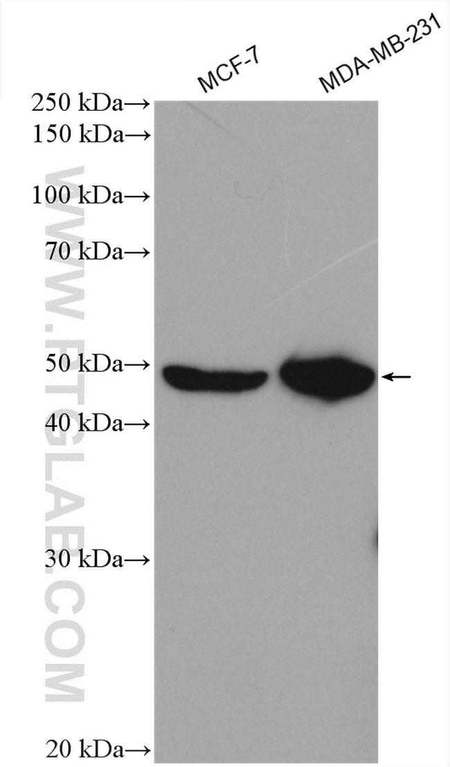PEX10 Antibody in Western Blot (WB)