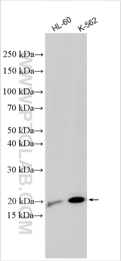 LARP6 Antibody in Western Blot (WB)
