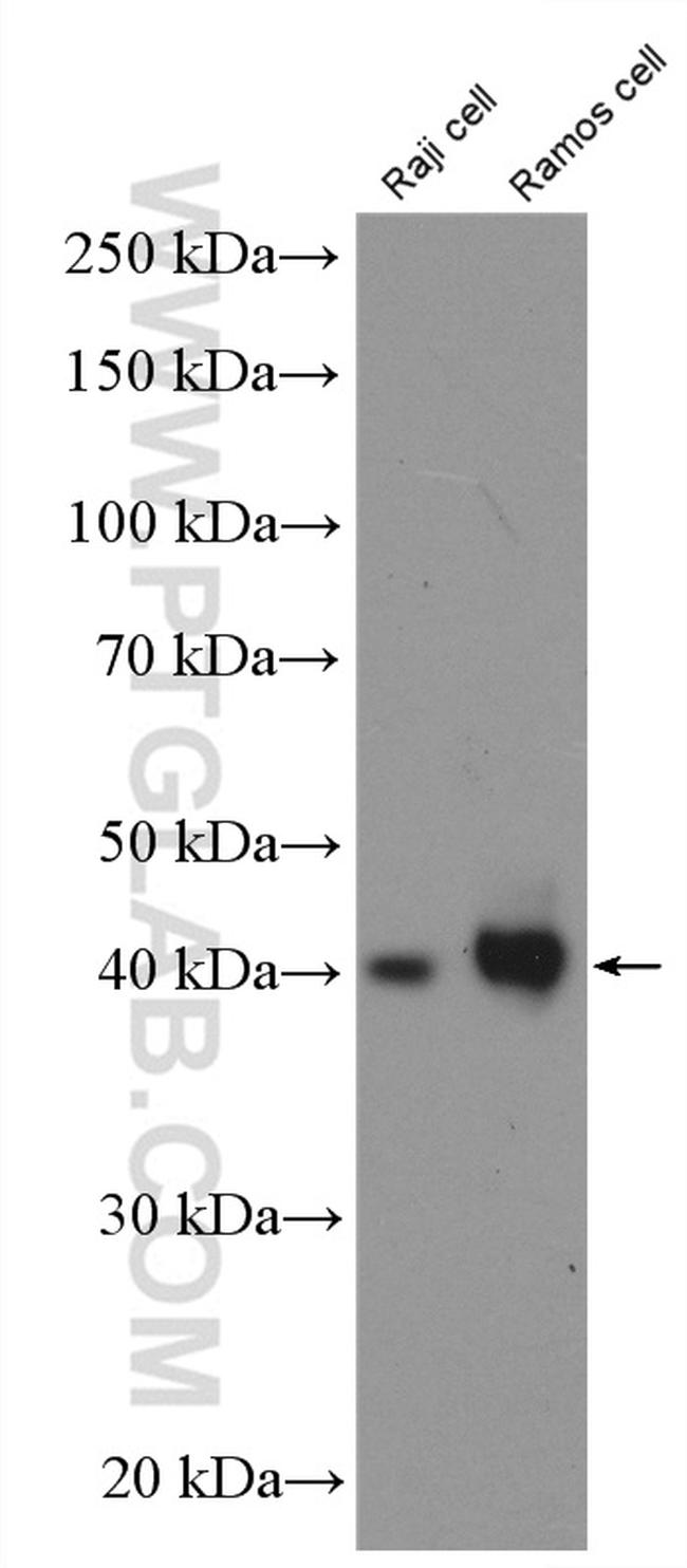 CD48 Antibody in Western Blot (WB)