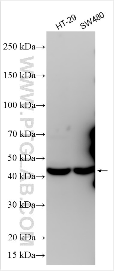 BEX4 Antibody in Western Blot (WB)