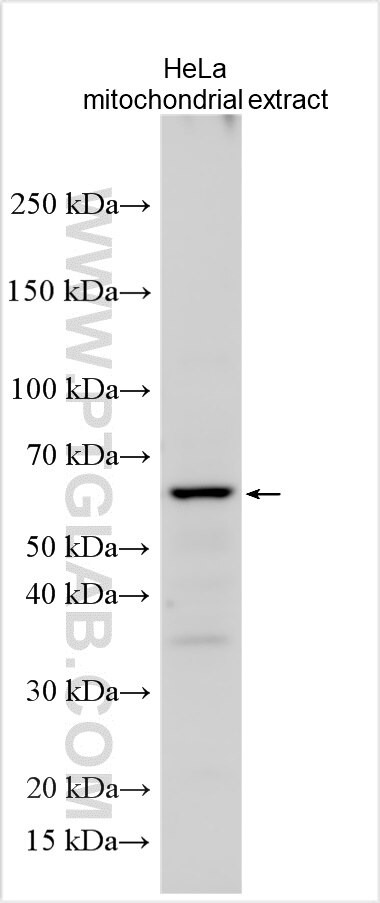 ZNF653 Antibody in Western Blot (WB)