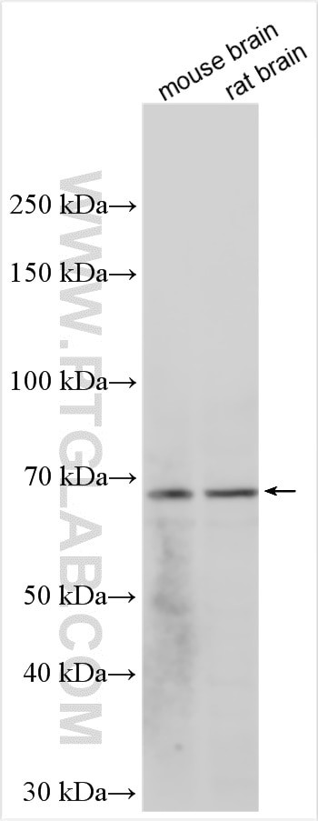 GPC2 Antibody in Western Blot (WB)