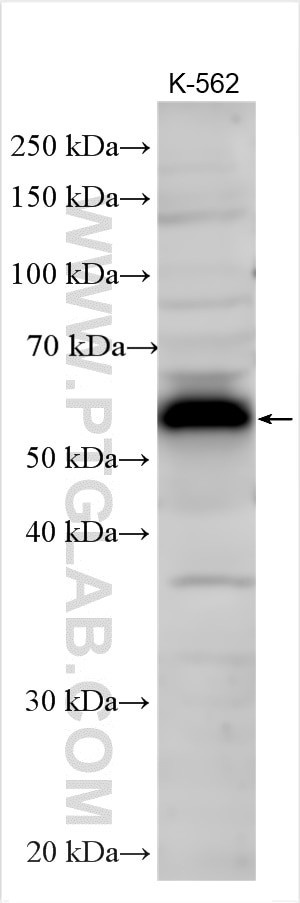 FAM53C Antibody in Western Blot (WB)