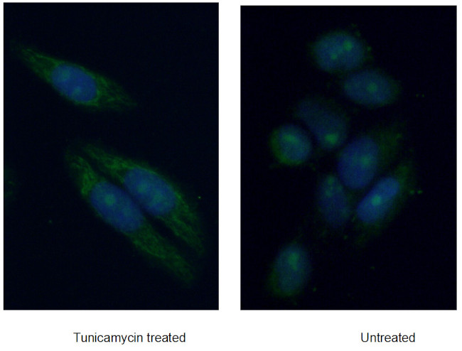 HIF3A Antibody in Immunocytochemistry (ICC/IF)