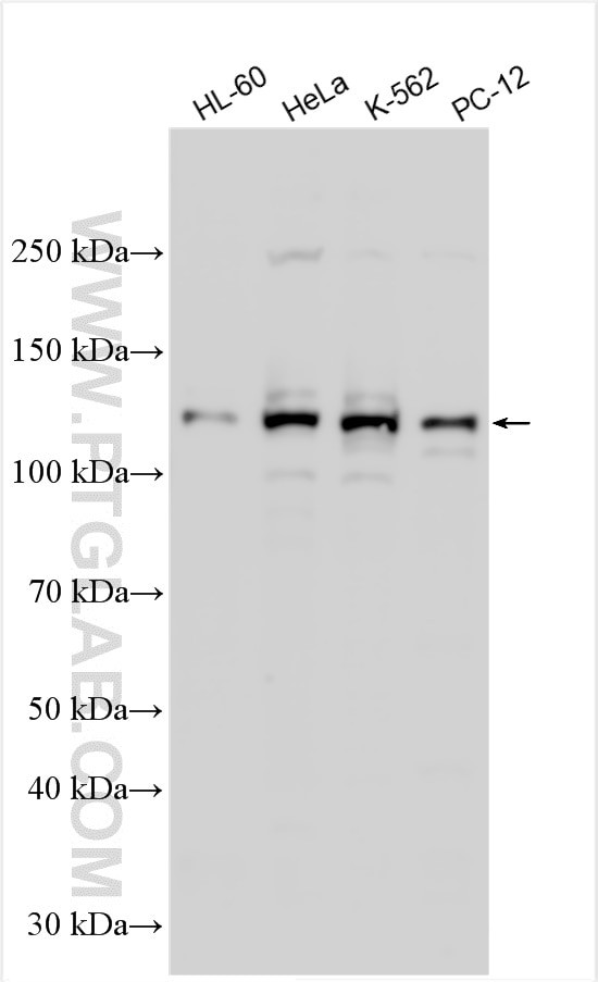 ZFX Antibody in Western Blot (WB)