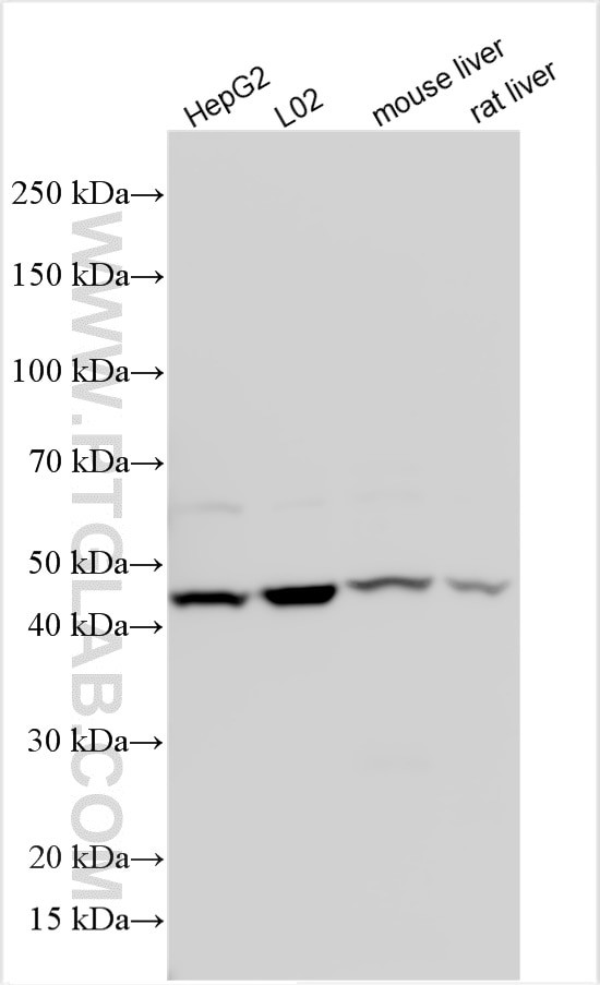 TM6SF2 Antibody in Western Blot (WB)
