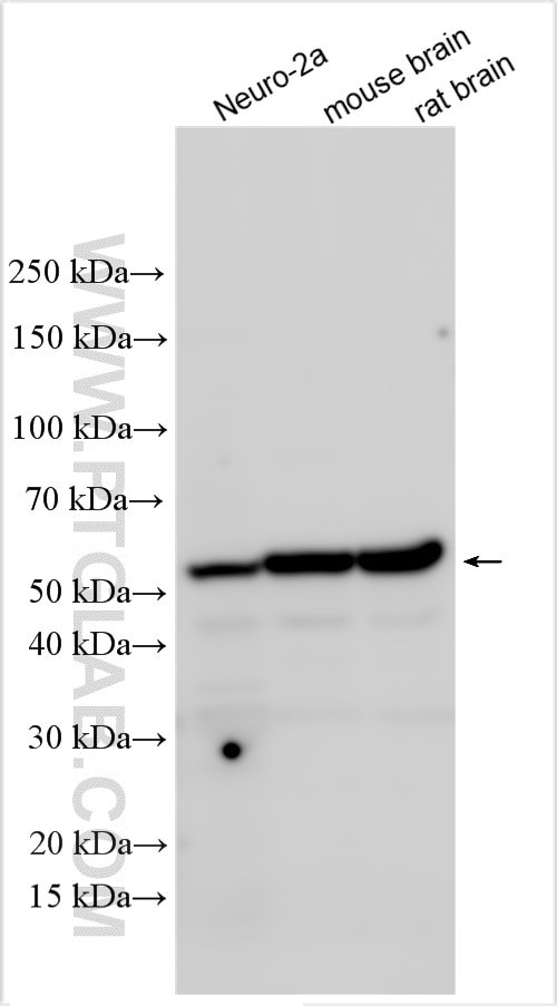 SASH1 Antibody in Western Blot (WB)