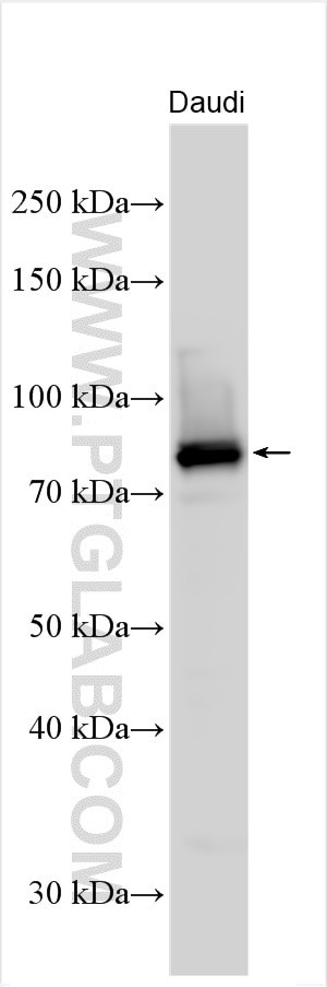 REL Antibody in Western Blot (WB)
