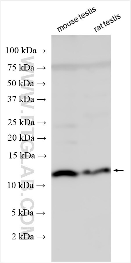 INSL5 Antibody in Western Blot (WB)