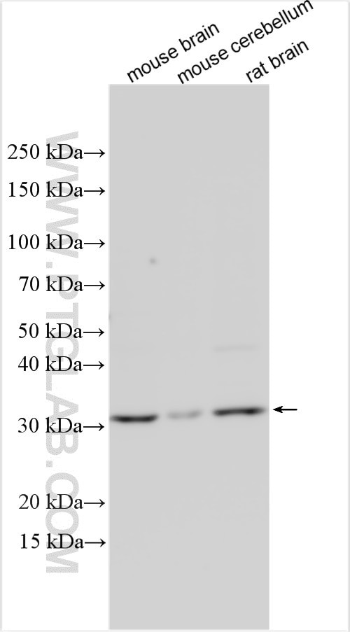NMNAT2 Antibody in Western Blot (WB)