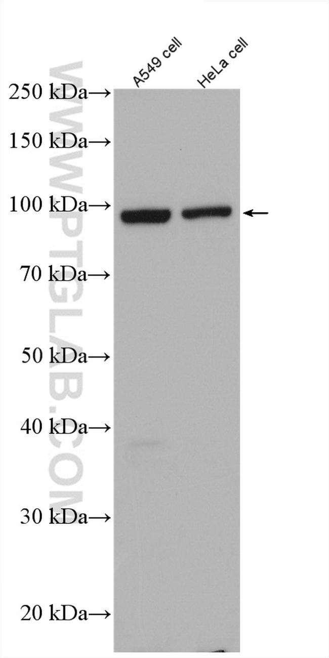 FAM91A1 Antibody in Western Blot (WB)