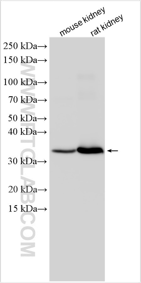 HOGA1 Antibody in Western Blot (WB)